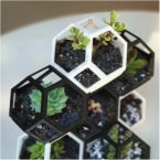 plants mosaics